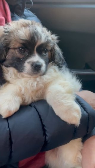Puppy in New York City, New York