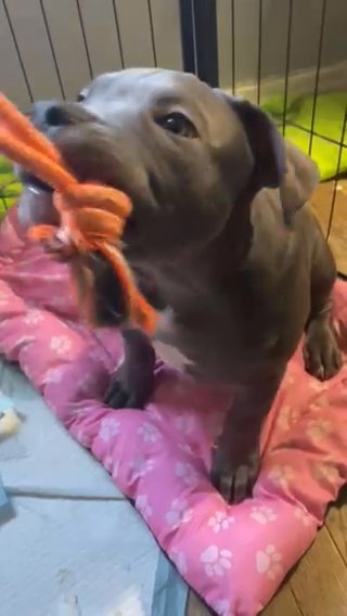 American Bully Puppy in Silver Spring, Maryland