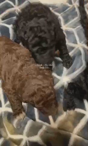 Poodles in Moreno Valley, California
