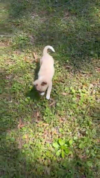 Pomchi Puppy For Sale in Hilton Head Island, South Carolina