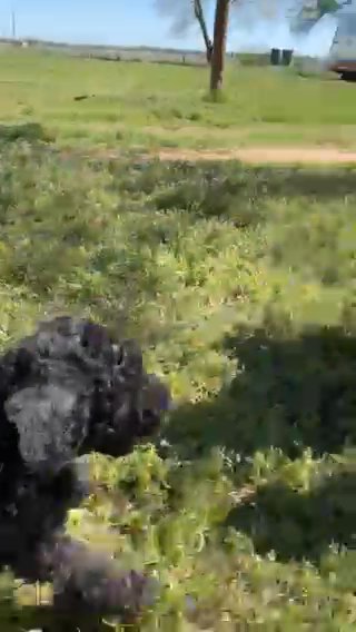 Poodle Playtime in Lubbock, Texas