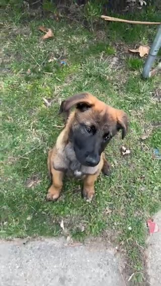 (Azulu) Belgian Malinois in Romulus, Michigan