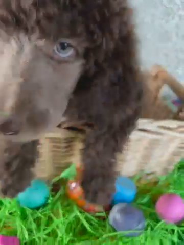 Poodle? in Moreno Valley, California