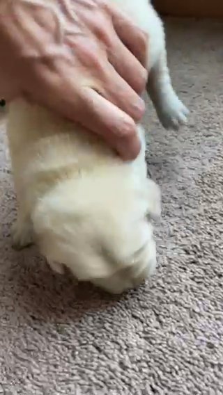 Kiara in Springfield, Missouri