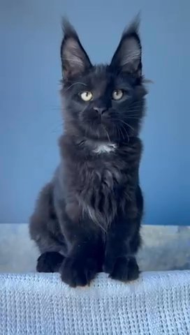 Maine Coon Male in Newtown, Pennsylvania