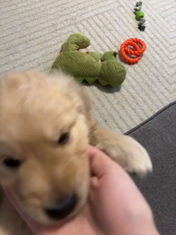 Puppy Golden Retriever in Colorado Springs, Colorado