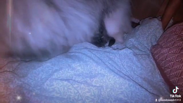* 2 Male Keeshond Puppies * in Columbus, Ohio