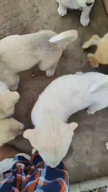 pups in Merced, California