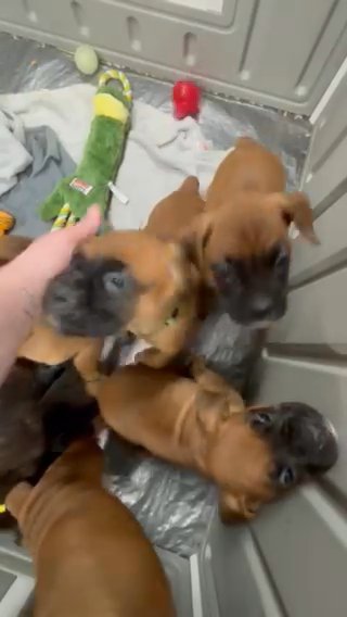 Purebred Boxer Puppies in Sedro-Woolley, Washington