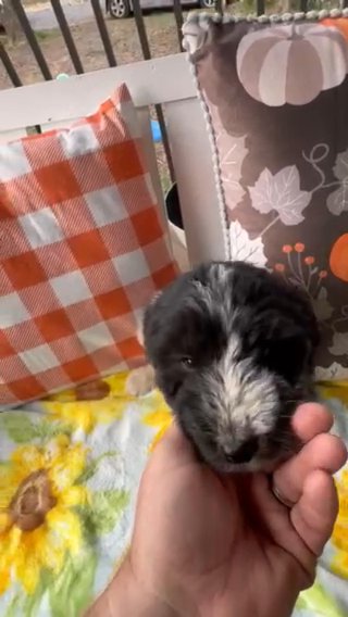 Female F1 Pyredoodle Puppy Half Price Sale in Crossville, Tennessee