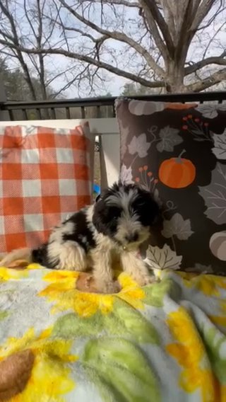 F1 Pyredoodle Male Puppy Half Price Sale in Crossville, Tennessee