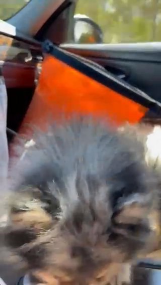 Merle pom in Wilmington, North Carolina