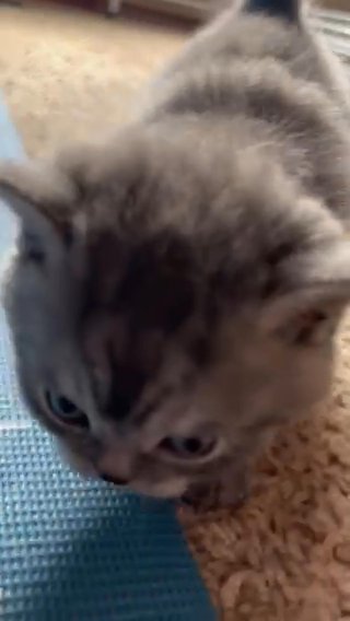 Female Scottish Straight Mixed With Scottish Fold in Seattle, Washington