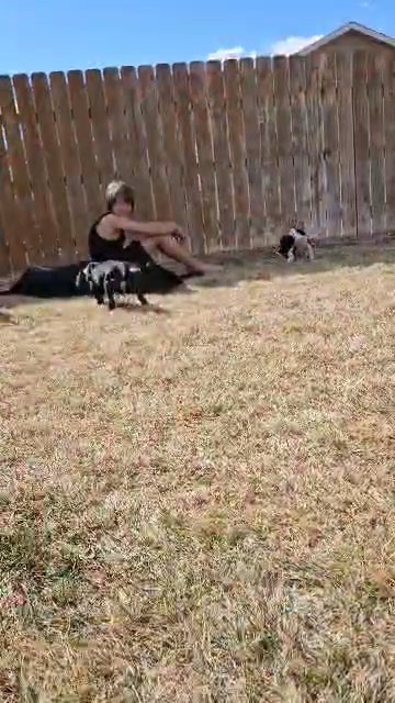 AKC Great Danes in Colorado Springs, Colorado