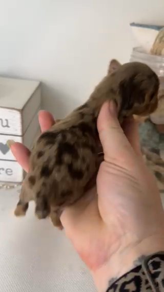 Dior Quality Yorkie Heakth Guaranteed in Savannah, Georgia