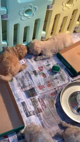 Standard Golden Doodles in Kissimmee, Florida