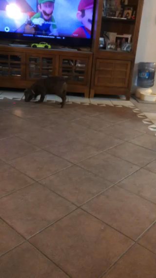 Birdview chesapeake bay retriever Pups For Sale in Las Vegas, Nevada