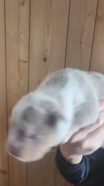 American Pocket Bully in New Philadelphia, Ohio