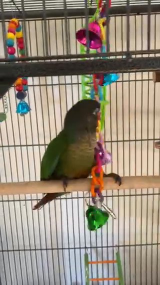 Green Cheek Conure in Centralia, Washington