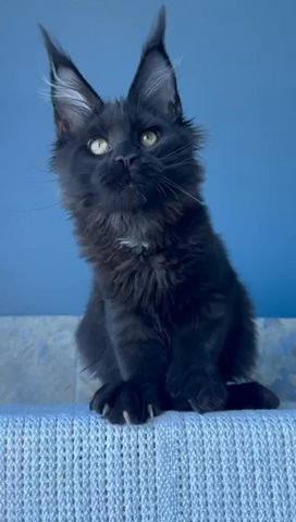 Maine Coon Female in Newtown, Pennsylvania