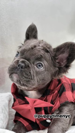 French Bulldog Fluffy in New York City, New York