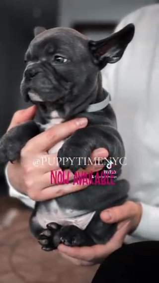 French Bulldogs Puppies in New York City, New York