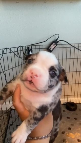 Micro Bully in Phoenix, Arizona