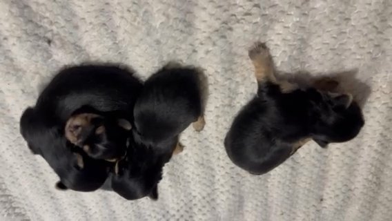 Morkie Brothers in Suffolk, Virginia