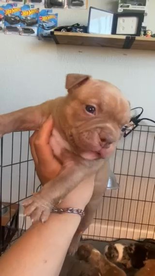 Micro Bully in Phoenix, Arizona