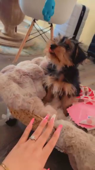 Sweetest Yorkie Girl in Phoenix, Arizona