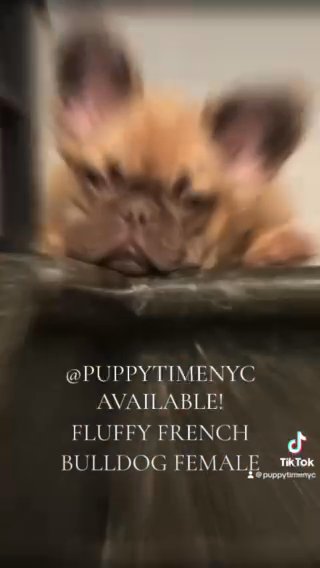 French Bulldog Fluffy in New York City, New York
