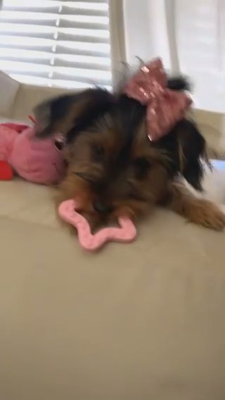 Sweetheart Yorkie Girl in Phoenix, Arizona