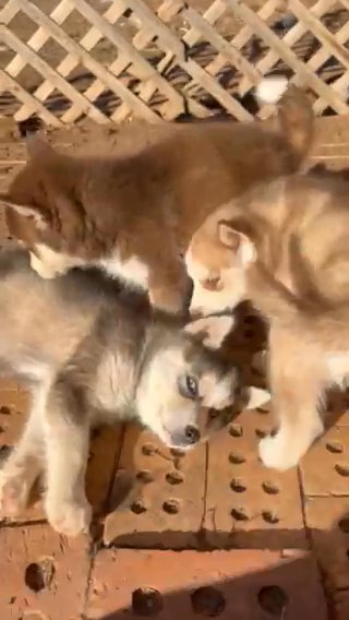 PUREBRED SIBERIAN HUSKIES! in Amarillo, Texas