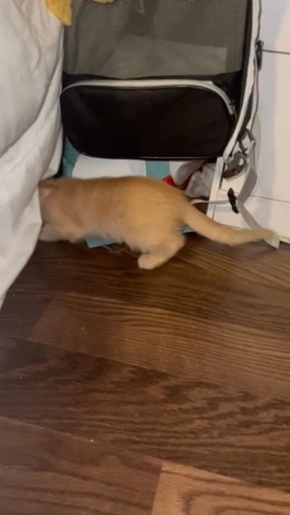 6 Week Old Kittens in Trenton, New Jersey