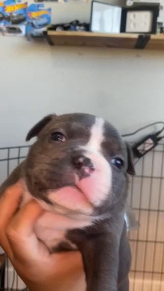 Micro Bully in Phoenix, Arizona