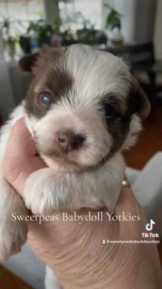 Grayson 3 Weeks in Clarksville, Tennessee