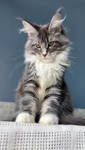 Maine Coon Female in Newtown, Pennsylvania
