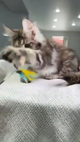 Maine Coon Female in Newtown, Pennsylvania