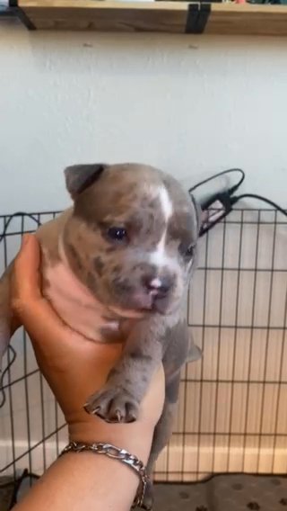 Micro Bully in Phoenix, Arizona