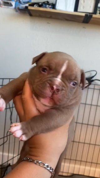 Micro Bully in Phoenix, Arizona
