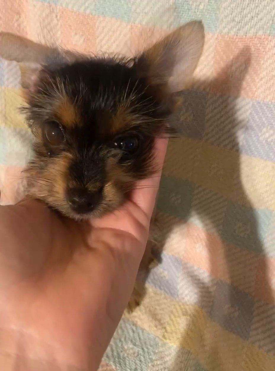 Tiny Teacup Size Morkie Female in Archdale, North Carolina