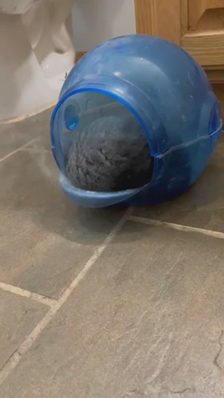 chinchilla with cage in Minneapolis, Minnesota