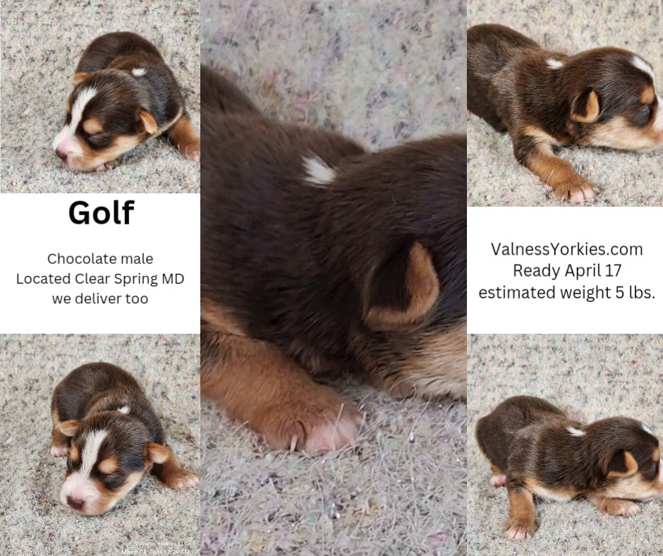 Golf AKC in Washington, District of Columbia