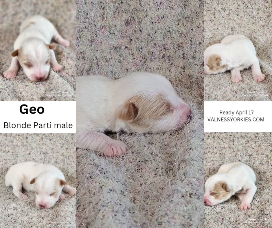 Geo AKC in Washington, District of Columbia