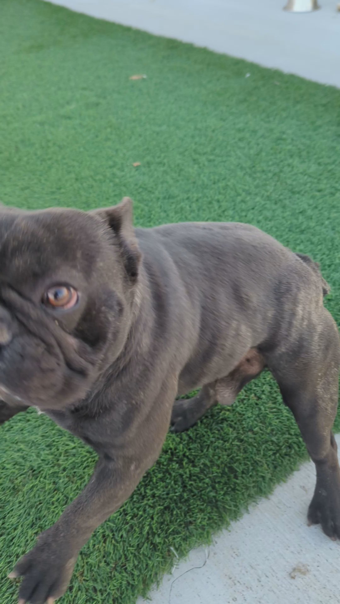 frenchie  male in Phelan, California