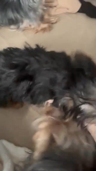 CKC Registered Male Yorkshire Terrier in Indianapolis, Indiana