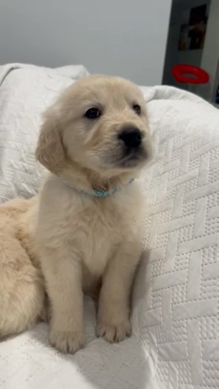 Golden Retriever puppies in Miami, Florida