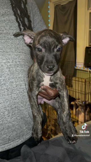 DMV PITBULL PUPPIES!! in Washington, District of Columbia