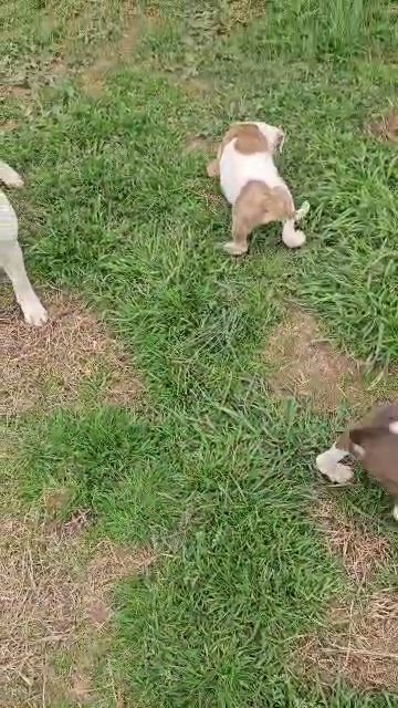 pitbull puppies in Greenwood, South Carolina