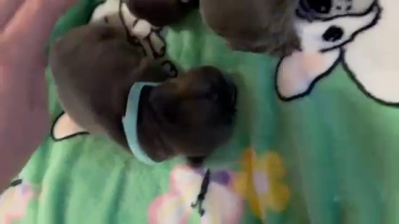 AKC Registered French Bulldog Puppies in Dyersburg, Tennessee